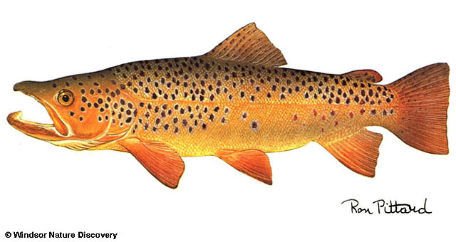 Salmo trutta