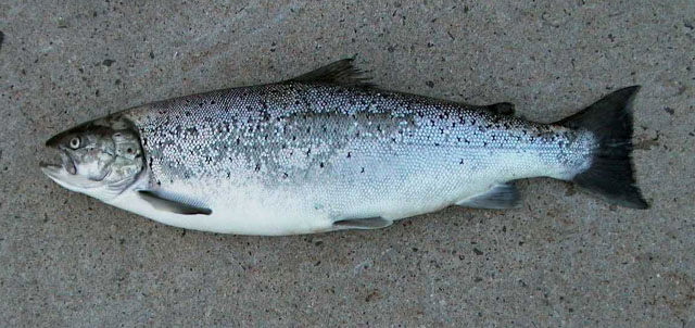 Salmo trutta