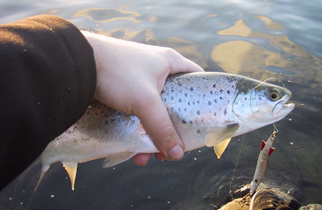 Salmo trutta