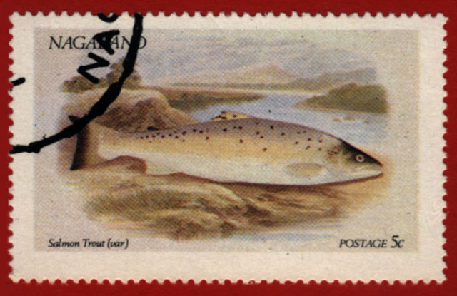 Salmo trutta