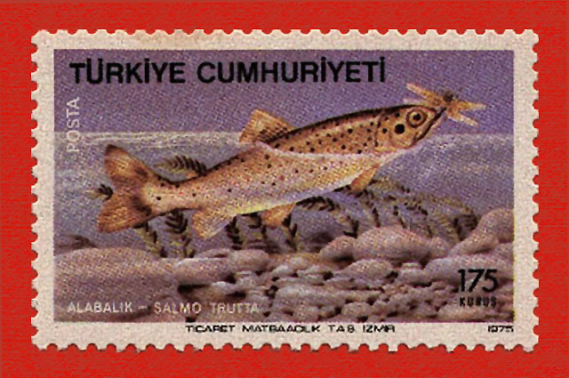 Salmo trutta