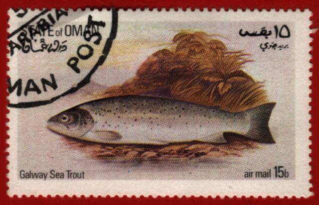 Salmo trutta