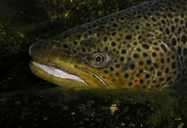 Salmo trutta