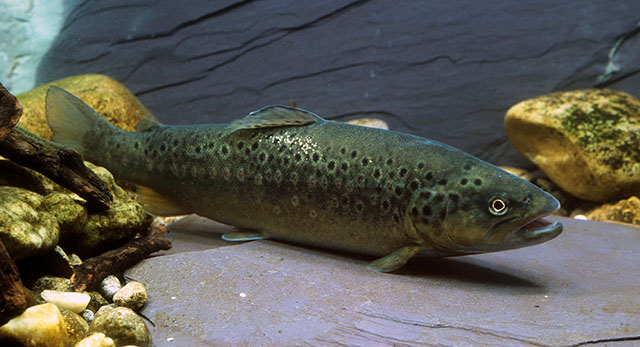 Salmo trutta