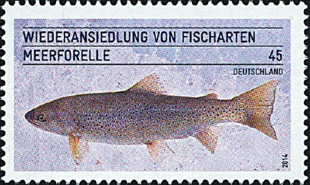 Salmo trutta