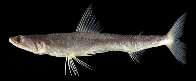 Saurida weijeni