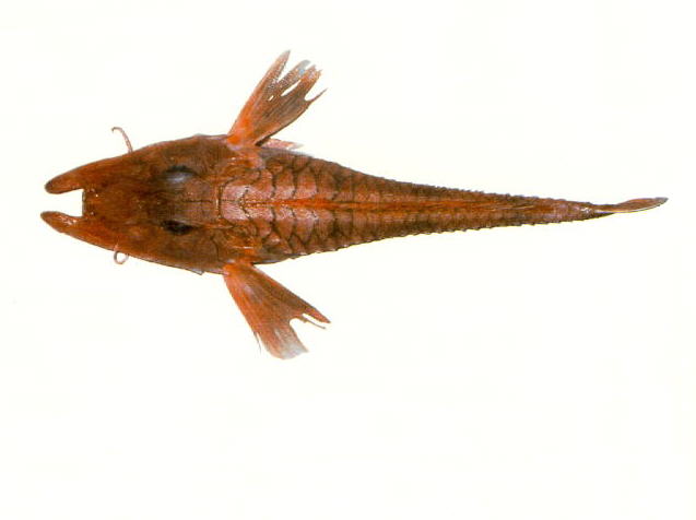 Satyrichthys welchi