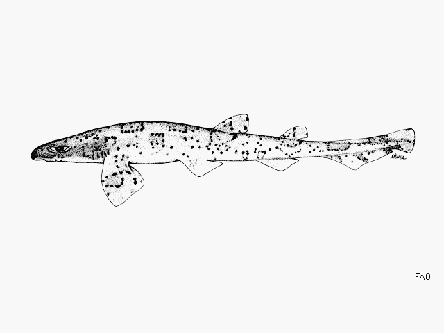 Scyliorhinus boa