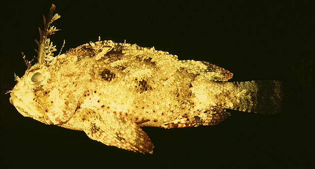 Scorpaena brasiliensis