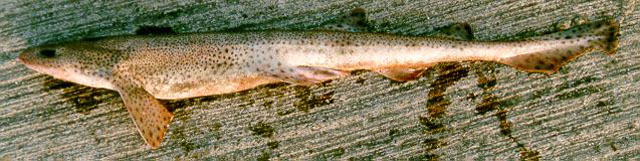 Scyliorhinus canicula