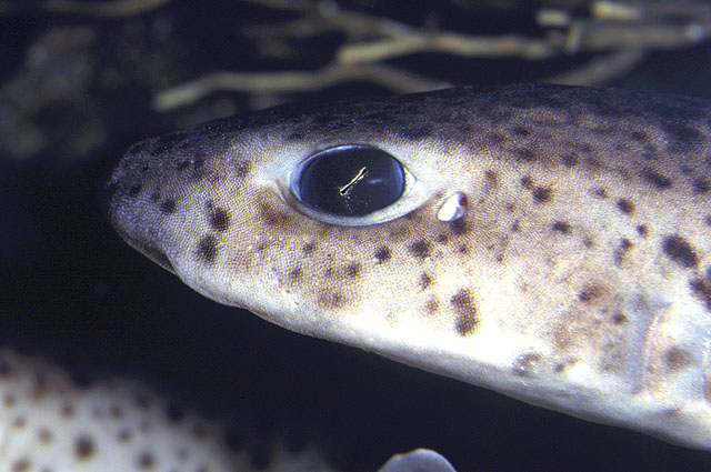 Scyliorhinus canicula