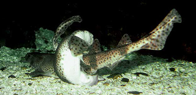 Scyliorhinus canicula