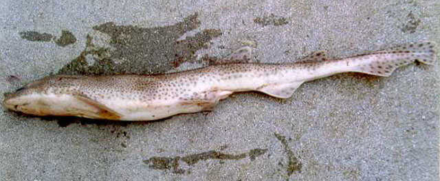 Scyliorhinus canicula