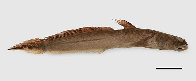 Sccan_u6.jpg