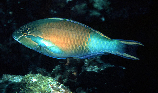 Scarus hypselopterus