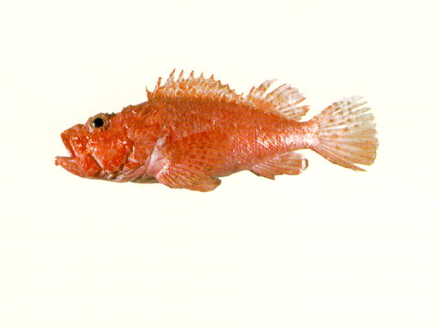 Scorpaena izensis