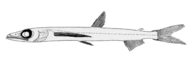 Scopelosaurus lepidus