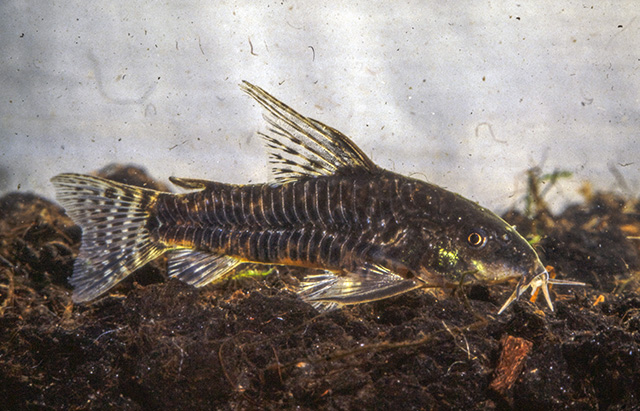 Scleromystax macropterus