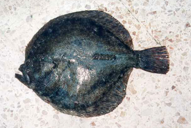 Scophthalmus maeoticus