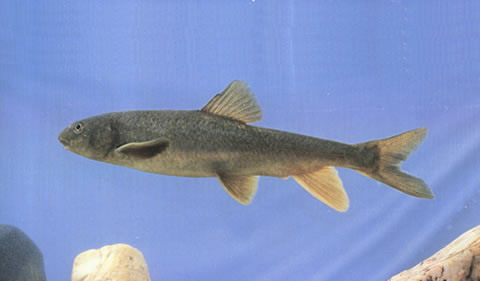 Schizopygopsis malacanthus