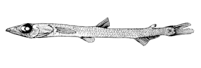 Scopelosaurus mauli