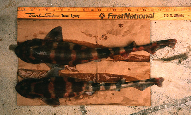 Scyliorhinus meadi