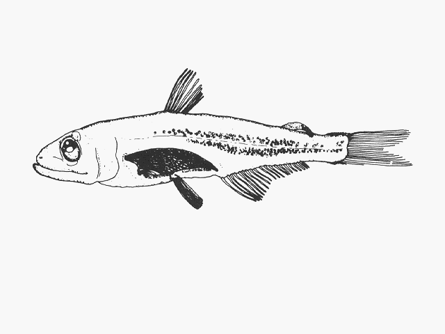 Scopelarchus michaelsarsi