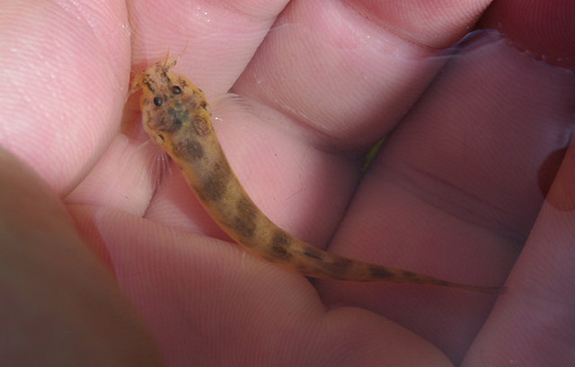 Scleronema minutum