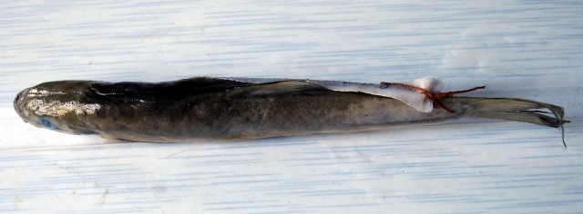 Schizothorax myzostomus