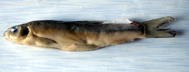 Schizothorax myzostomus