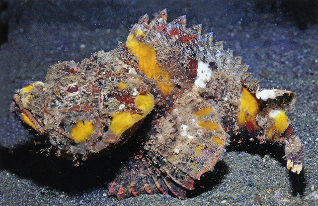 Scorpaenopsis neglecta