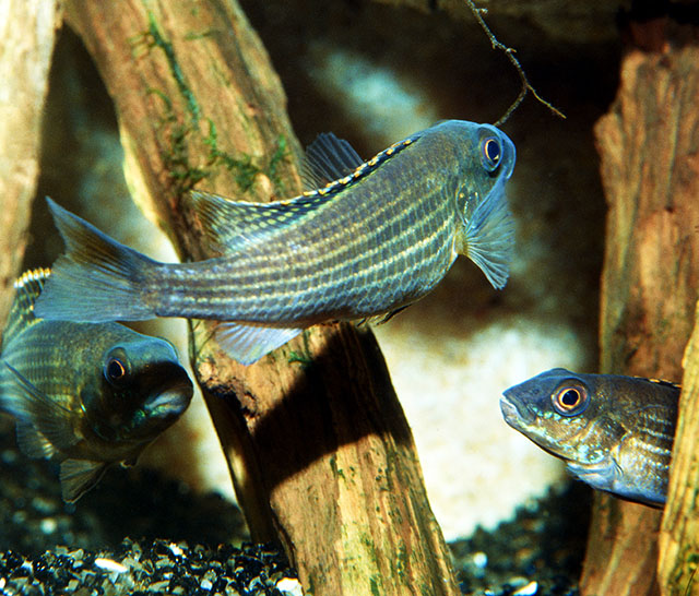 Schwetzochromis neodon