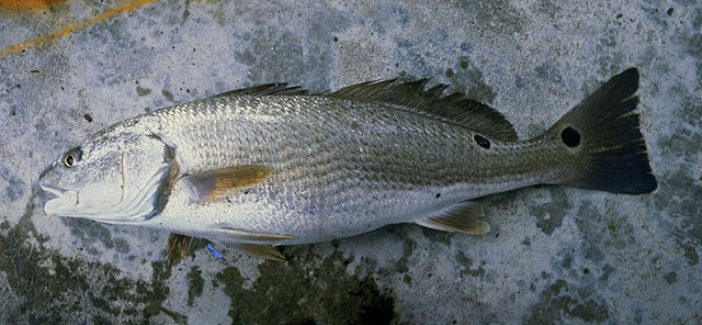 Sciaenops ocellatus