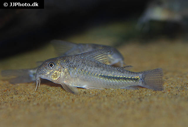 Scleromystax prionotos