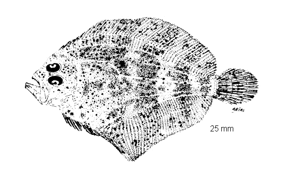 Scophthalmus rhombus