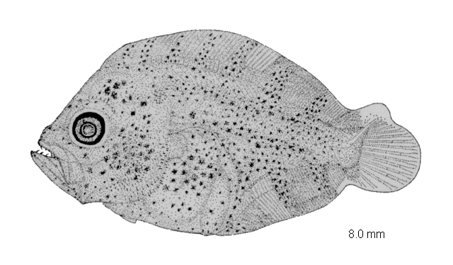 Scophthalmus rhombus