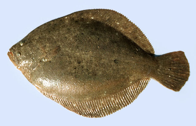 Scophthalmus rhombus