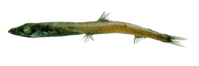 Scopelosaurus smithii