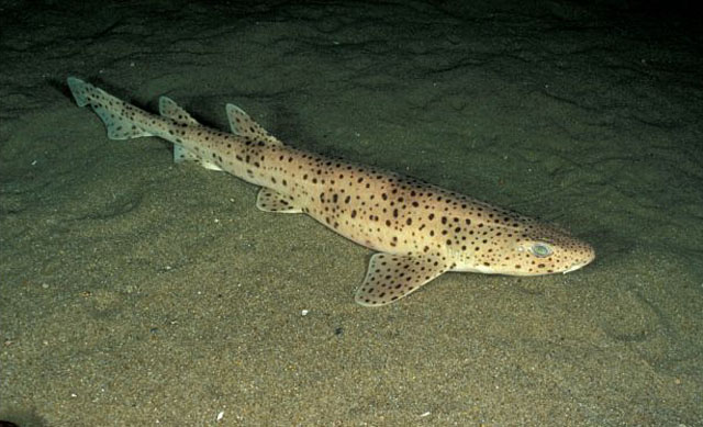 Scyliorhinus stellaris