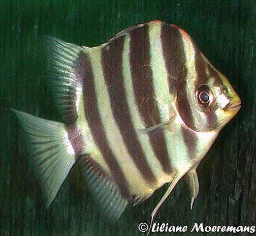 Scatophagus tetracanthus