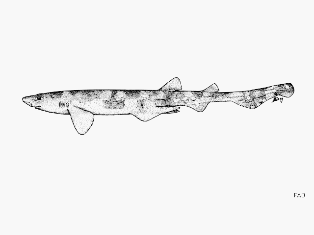 Scyliorhinus torazame