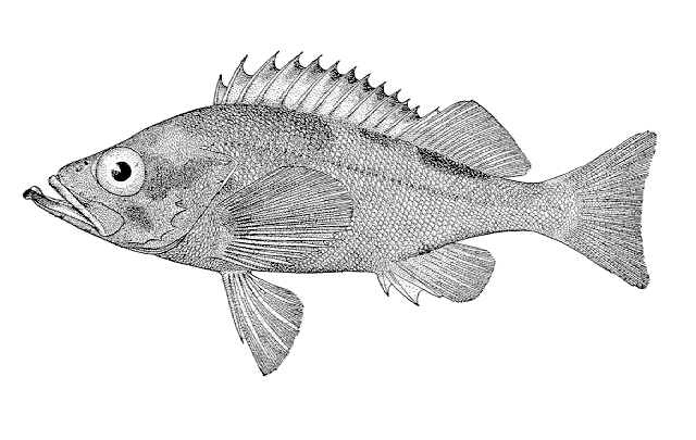 Sebastes alutus