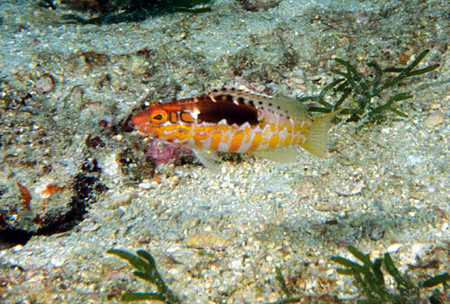 Serranus annularis