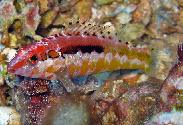 Serranus annularis