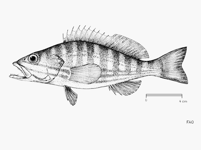 Serranus cabrilla