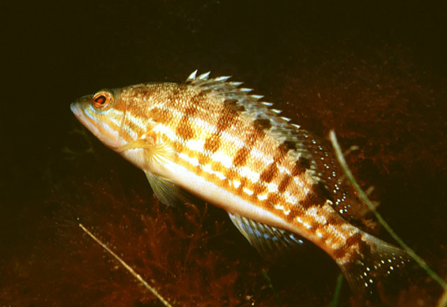 Serranus cabrilla