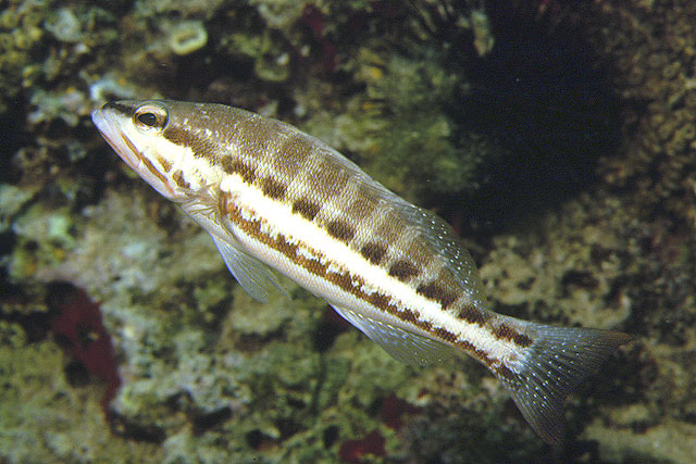 Serranus cabrilla