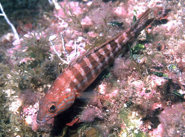 Serranus cabrilla