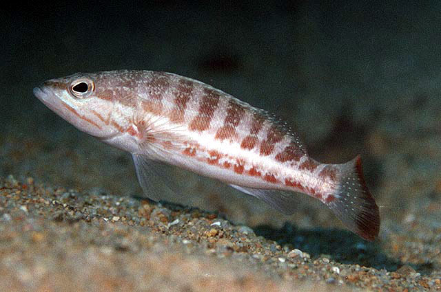 Serranus cabrilla