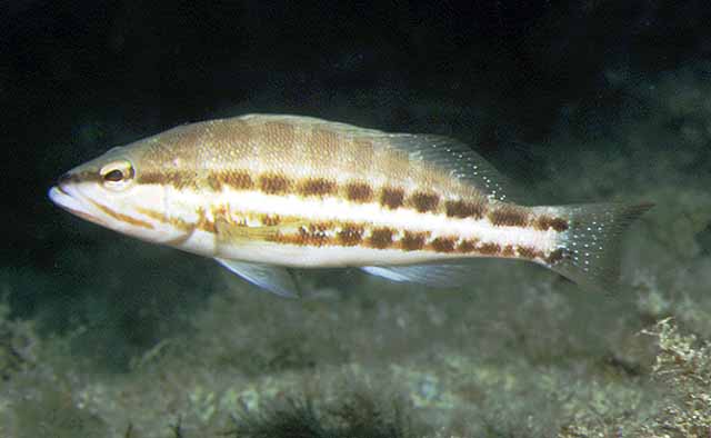 Serranus cabrilla